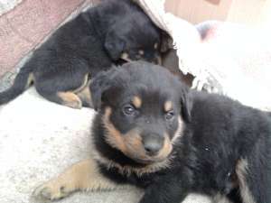 pui rottweiler de vanzare,  rasa pura 100%