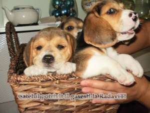 Beagle-catei de rasa pura