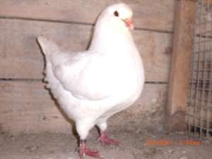 Porumbei king albi