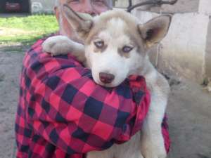 vand ieftin catei husky