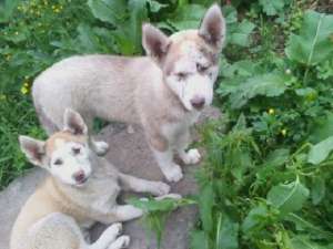 vand ieftin catei husky
