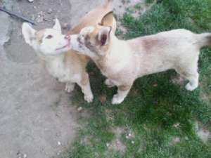 vand ieftin catei husky