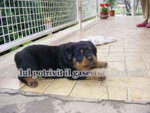 Rottweiler -de vanzare, catei de rasa pura