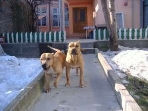 Vand pui amstaff