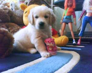 Vand mascul Golden Retriever