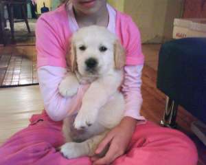 Vand mascul Golden Retriever