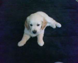 Vand mascul Golden Retriever