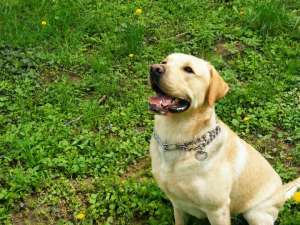 Vand Pui Labrador