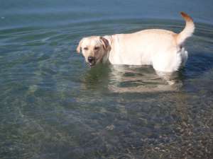 Vand Pui Labrador