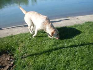Vand Pui Labrador