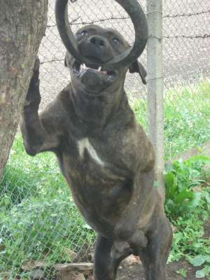presa canario sau dogo canario