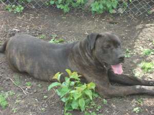 presa canario sau dogo canario