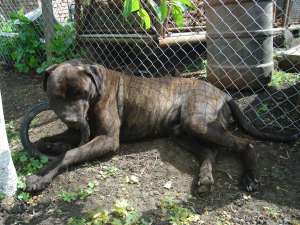 presa canario sau dogo canario