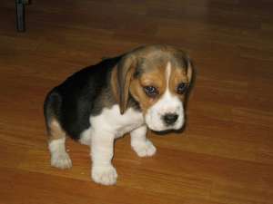 vand Beagle