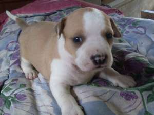 Pui amstaff Din Canisa