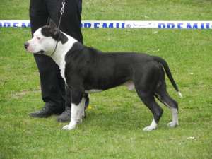 Pui amstaff Din Canisa