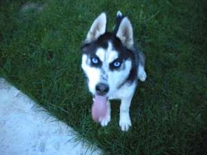 husky 600 ron