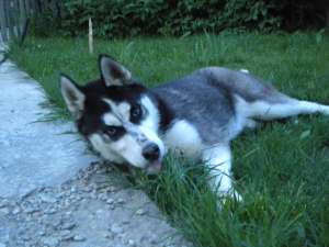 husky 600 ron