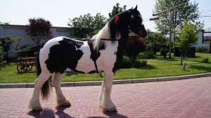 Armasar Gypsy Vanner "Elvis"
