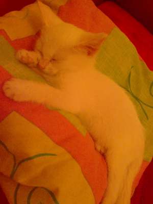 Ofer spre adoptie un pisic mic alb si dragalas(1 luna si 2 sapt varsta)