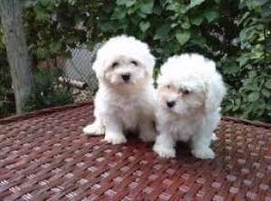 vand bichon maltez