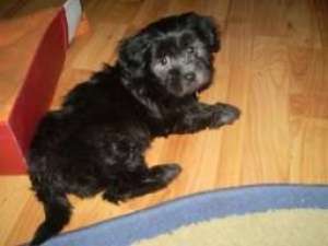 vand puii  bichon maltez
