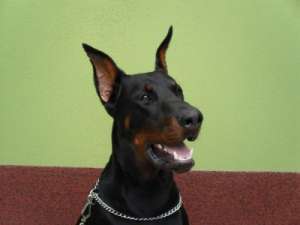 mascul dobermann pentru monta