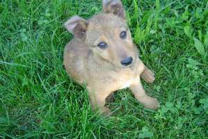 Catei spre adoptie