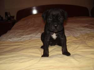 Cane corso de vanzare