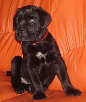 Cane corso de vanzare