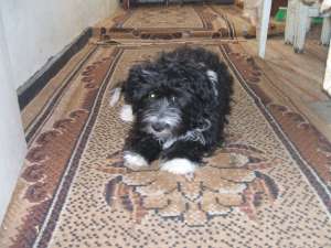 vand urgent bichon havanes cu bichon maltes