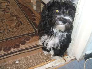 vand urgent bichon havanes cu bichon maltes