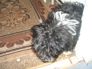 vand urgent bichon havanes cu bichon maltes