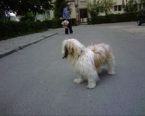 Vand pui Bichon Havanez