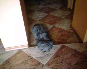 Vand pui Bichon Havanez