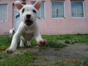 pui dog argentinian