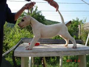 pui dog argentinian