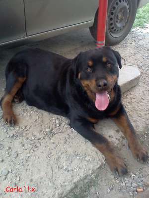 VAND 6 pui rottweiler cu pedrigree