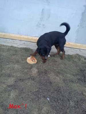 VAND 6 pui rottweiler cu pedrigree
