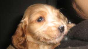 vand pui coker spaniel