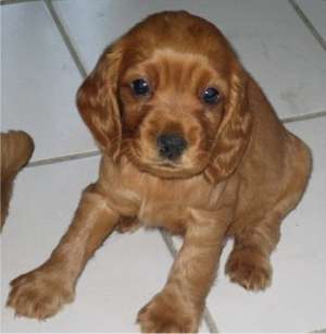 vand pui coker spaniel