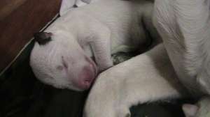 puiutii de bullterrier albi