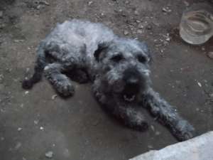 Am un caniche de vanzare.