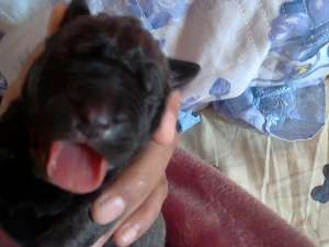 vand pui presa canario
