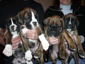 Pui Boxer de Vanzare !