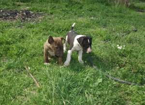 Vand puii bull terrier