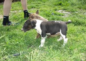 Vand puii bull terrier
