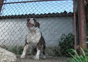 Vand puii bull terrier