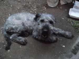 Am caniche de vanzare.