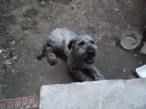 Am caniche de vanzare.